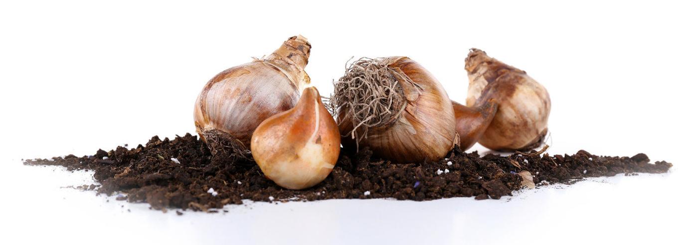 Plant Bulbs Now For Colorful Spring Home And Garden Taosnews Com