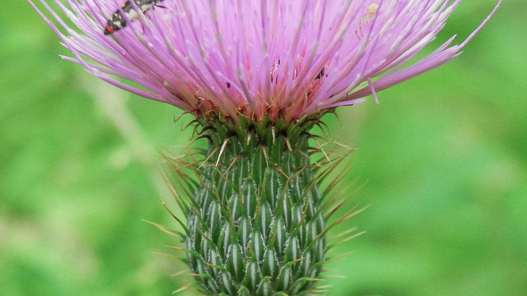 Thistles - prickly weed or precious resource? | La Vida | taosnews.com