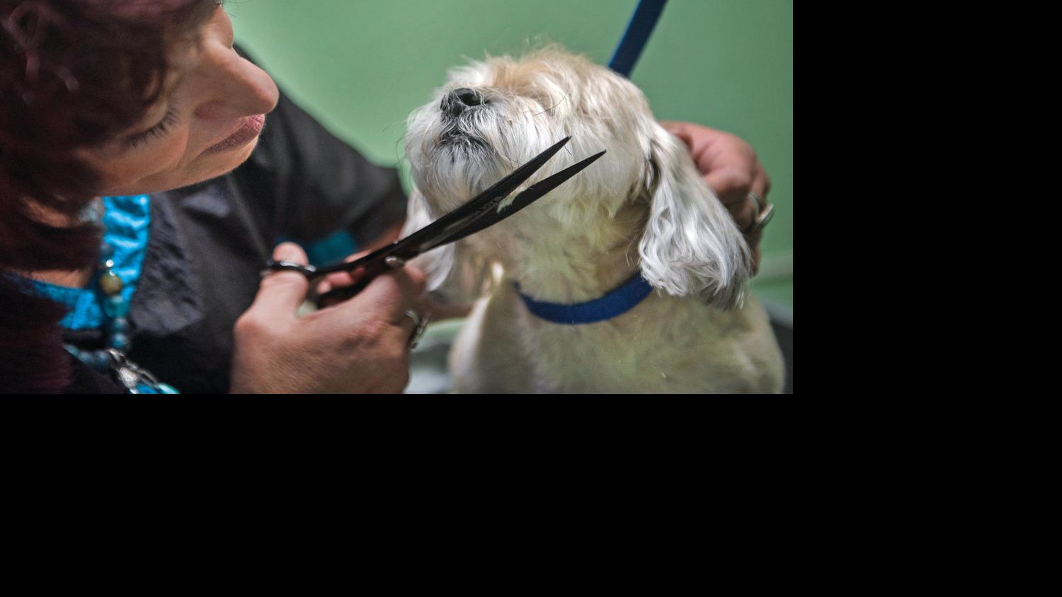 Happy tails Super Groomers to help people and pets in need Business