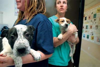 pic Jeff Northrup Dvm dedicated to homeless animal care