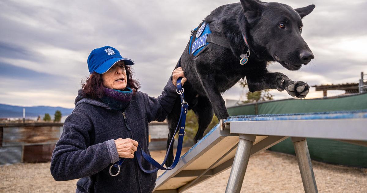 Search and rescue K9 unit keeps training front and center | Animals in ...