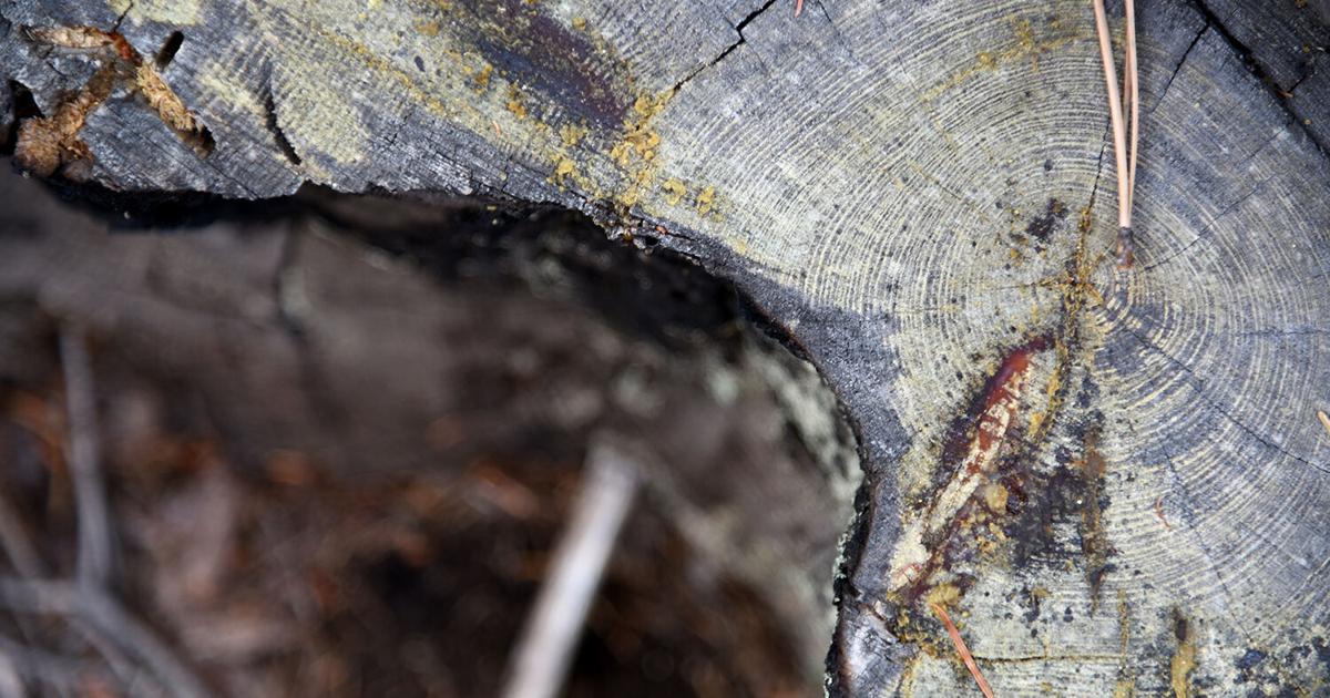 Tree rings, fire scar data to inform forest restoration | Great ...