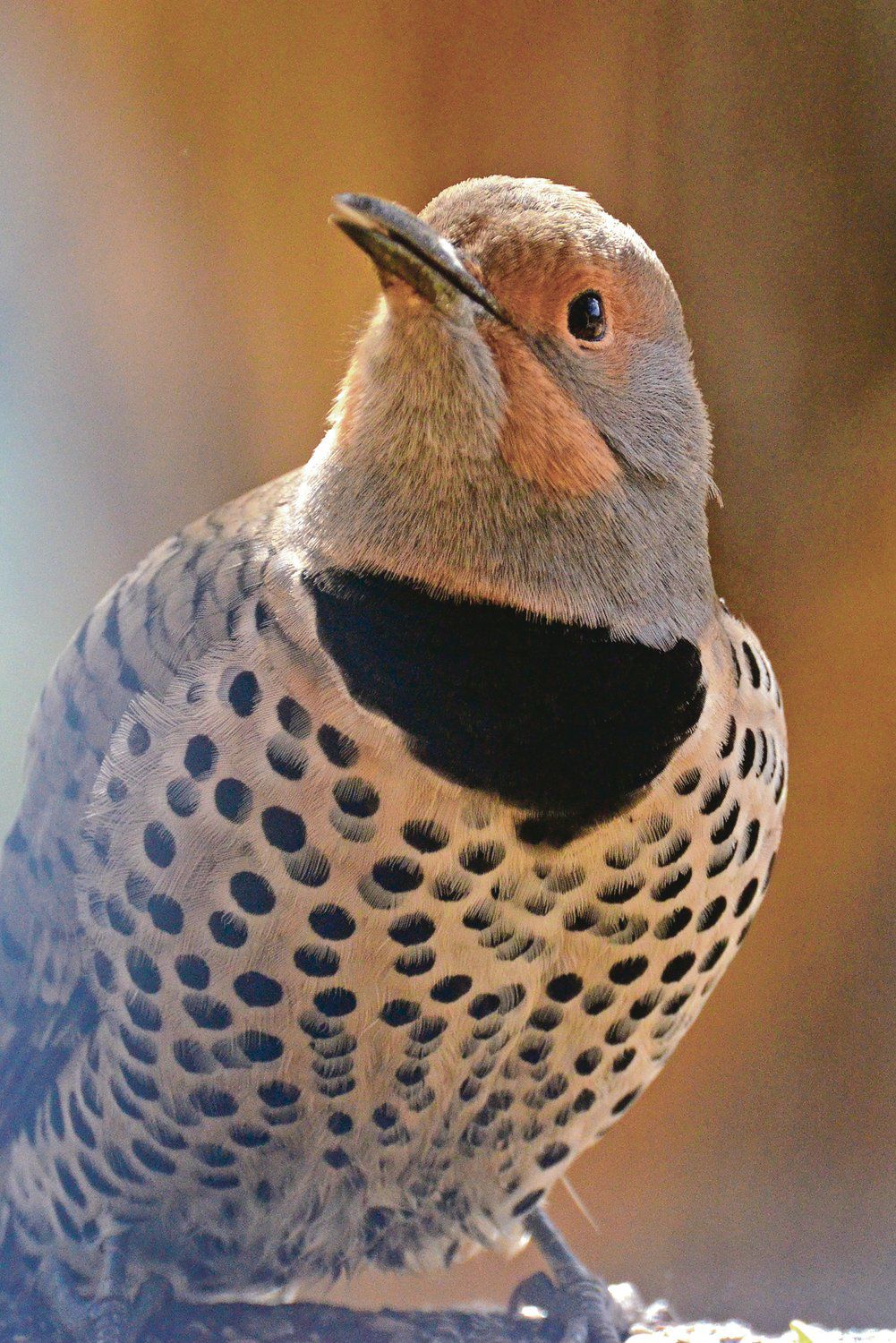 woodpecker flicker woodpecker flicker