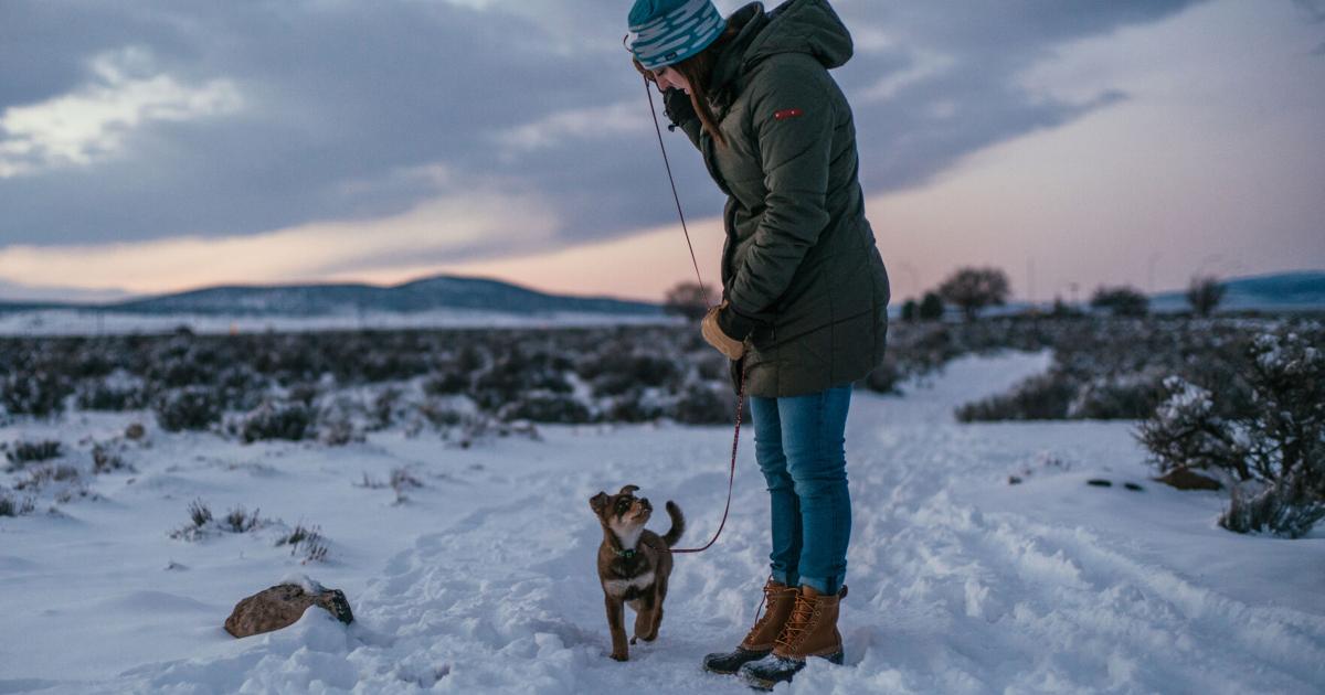 A Dog’s Life | Discover Taos