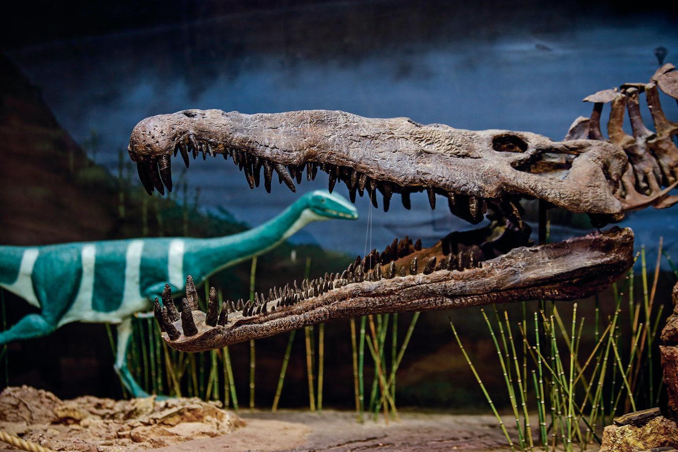 water dinosaurs bones