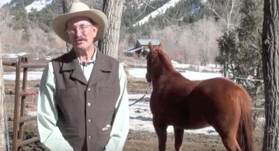 Equine vet to make regular visits at equine sanctuary