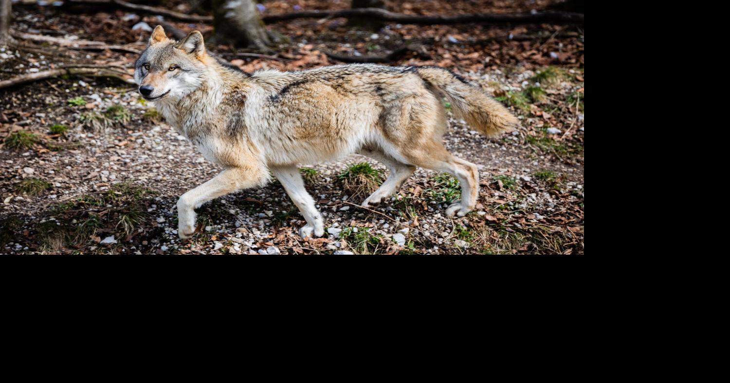 mexican wolf coyote hybrid