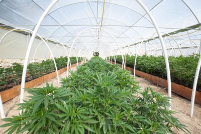 Cannabis industry