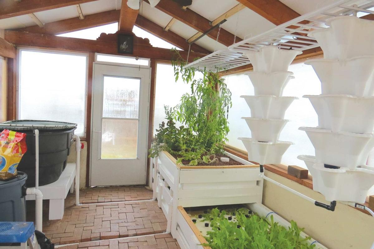 Aquaponics A Cost Effective Source Of Healthy Food La Vida Taosnews Com