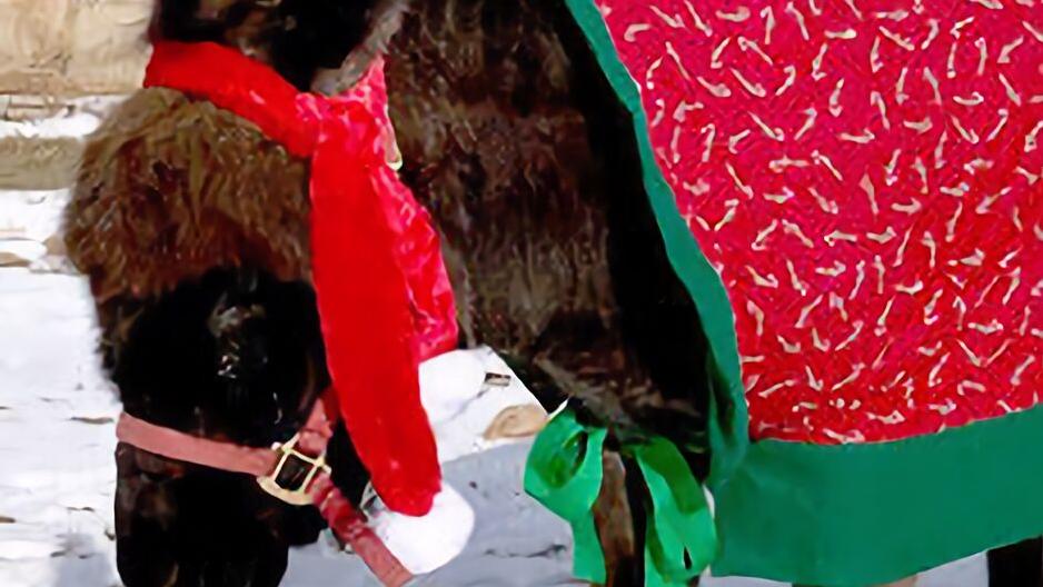 Equine Spirit Sanctuary and other Christmas cheer - Vimarsana News
