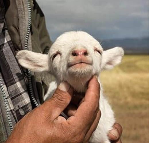 The Shepherds of Northern New Mexico Land Water People Time