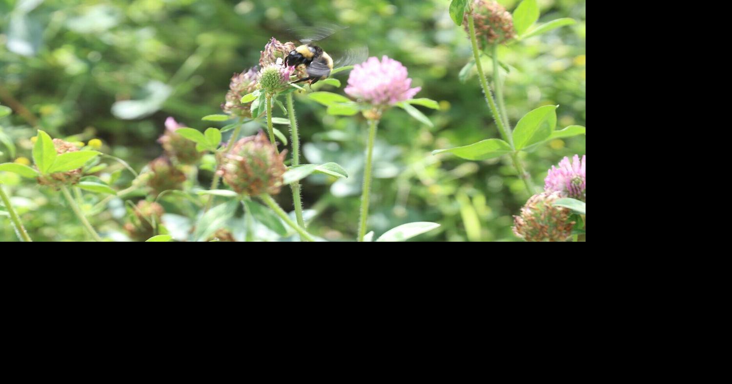 New Mexico insects face significant declines