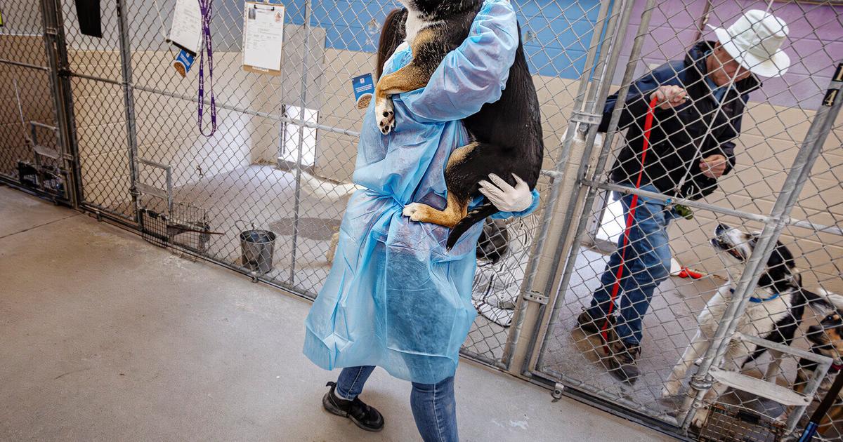 Proposed Colorado rabies rule could wreak havoc on NM shelters ...