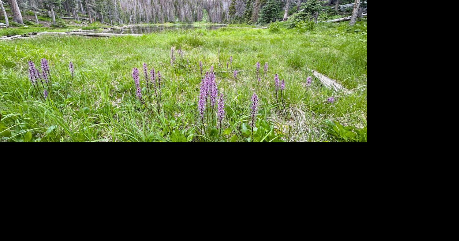Five whimsical wildflower hikes worth the climb