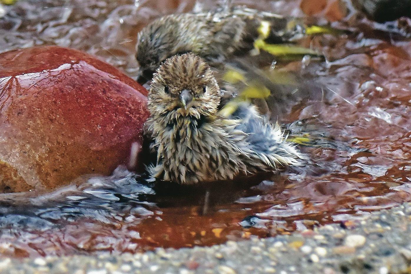 Backyard Birding Questions For Winter In New Mexico La Vida