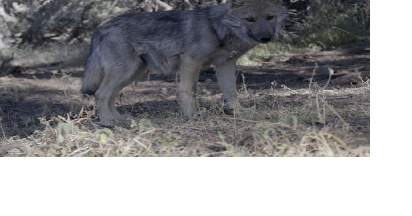 Taos-based cinematographer reveals the delicate lives of wildlife
