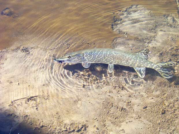 Pike (Esox lucius) - A Fascinating Freshwater Predatory Fish