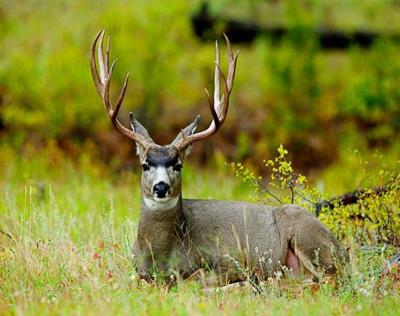 Mule Deer Nature S Pogo Stick La Vida Taosnews Com