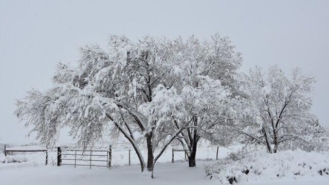 Reader-Submitted Gallery: St. Patrick's Day Snow