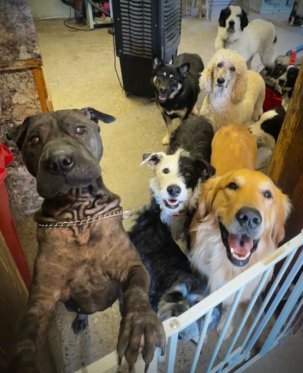 Top dogs | Business | taosnews.com