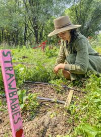ODonnell_NM_Taos_TLT_RFP_YCC_VGHS_garden_food_ag-029-2.jpg