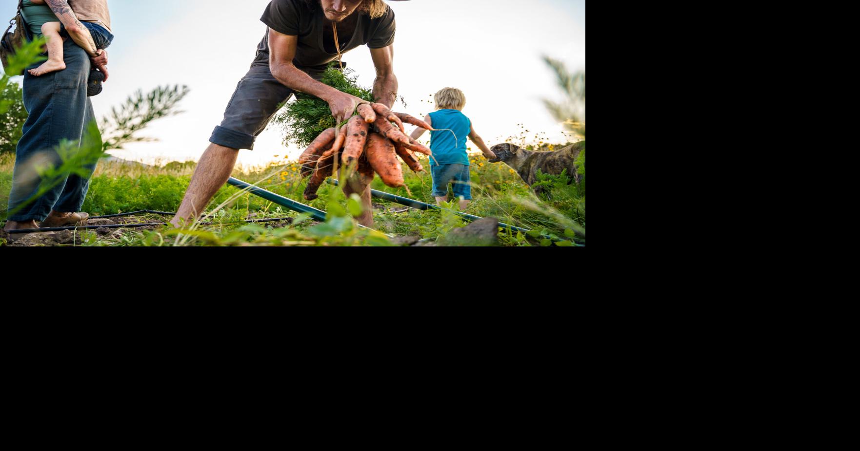 What to do with a bumper crop? | Environment | taosnews.com
