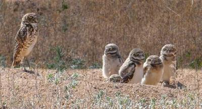 Enchanting burrowing owls make home in Taos