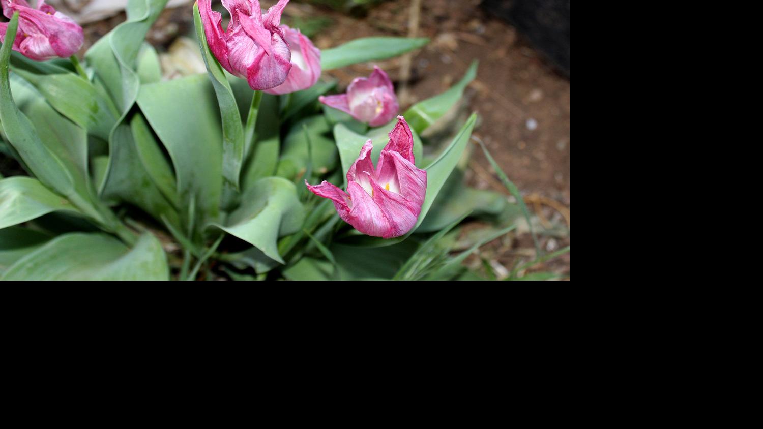 Busy In The Garden In The Merry Month Of May Home And Garden