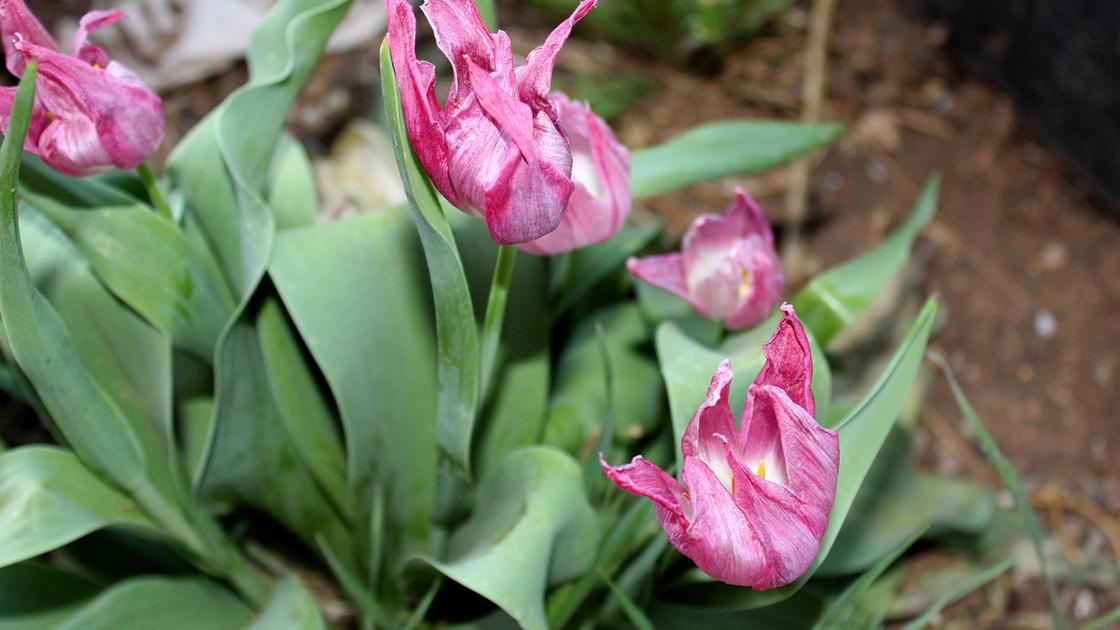 Busy In The Garden In The Merry Month Of May Home And Garden