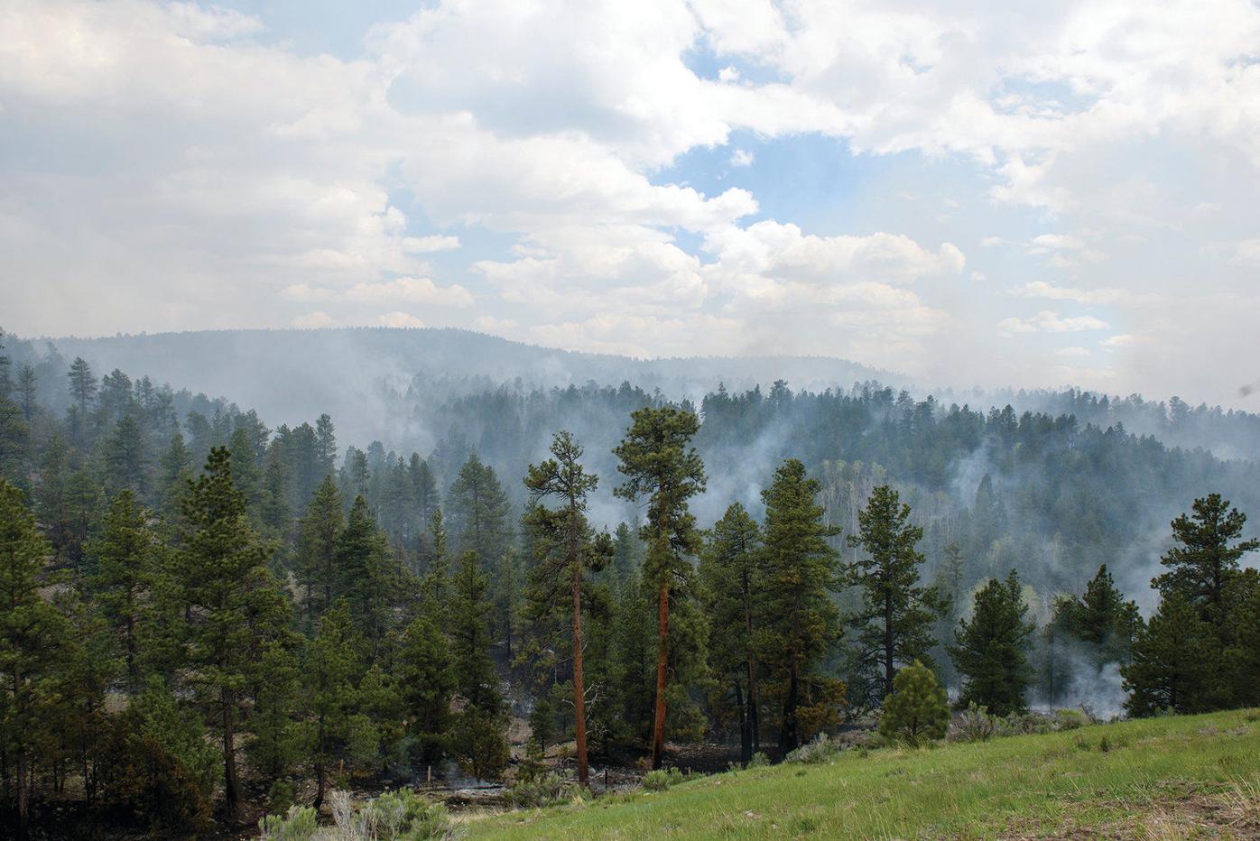 Wildlife Forest Thinning Recreation And Water Environment Taosnews Com