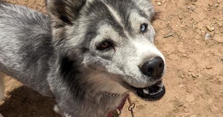 Stray Hearts Animal Shelter weekly report