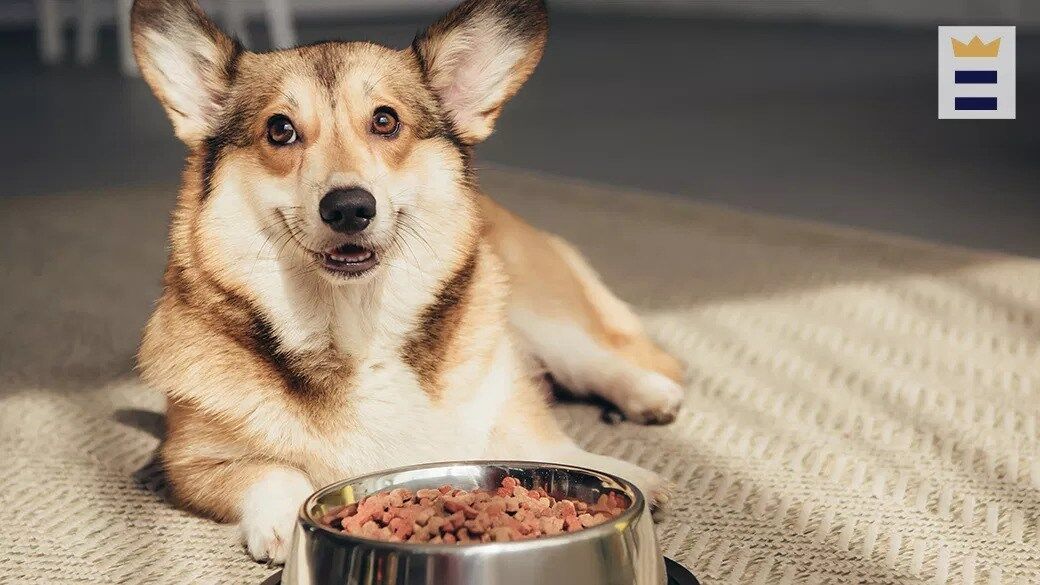 The right dog food will tempt your finicky canine