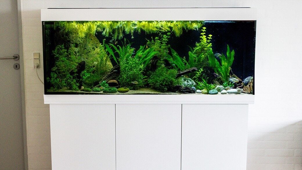 Fish tank stands are designed to hold the tank to eye level where they will be viewed most frequently. In the living room, this means your tank stand needs to be 30-36 inches.