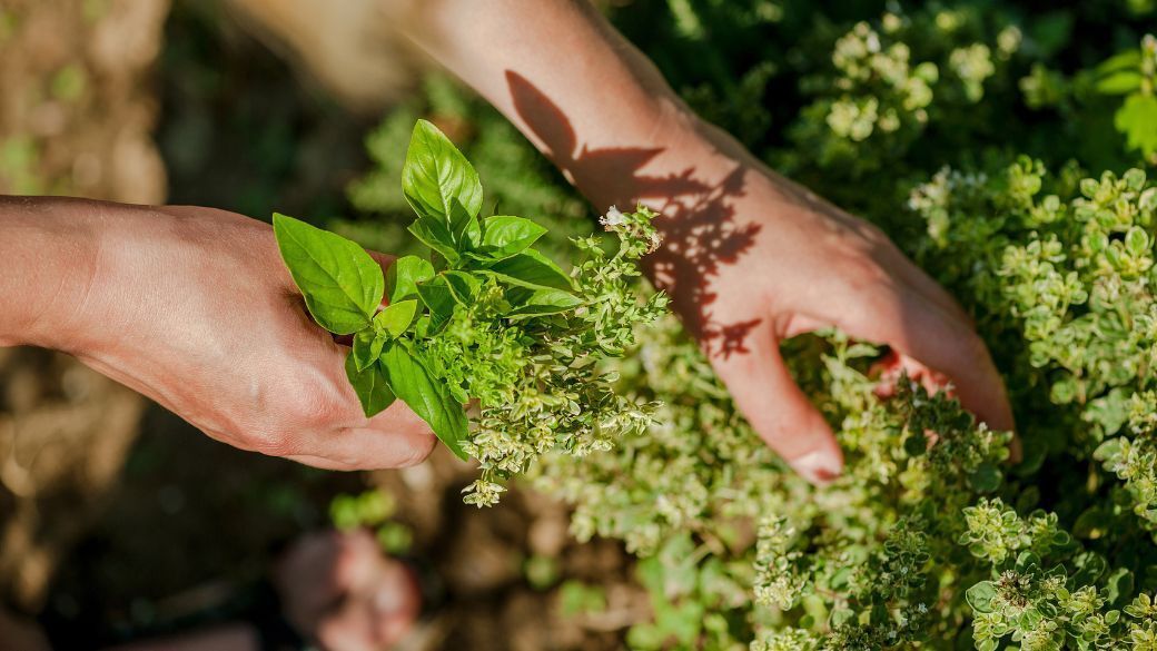 Freeze any excess herbs you grow to avoid wasting them. Place a few sprigs in a plastic bag or chop some and add to an ice cube tray. You don't need to defrost them, either; just toss the frozen herbs into your recipe and enjoy the fresh flavor.