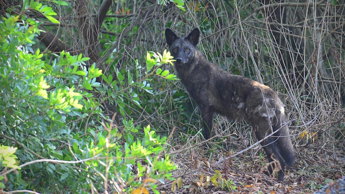 FWC working with Pinellas County to combat coyote problems Pinellas