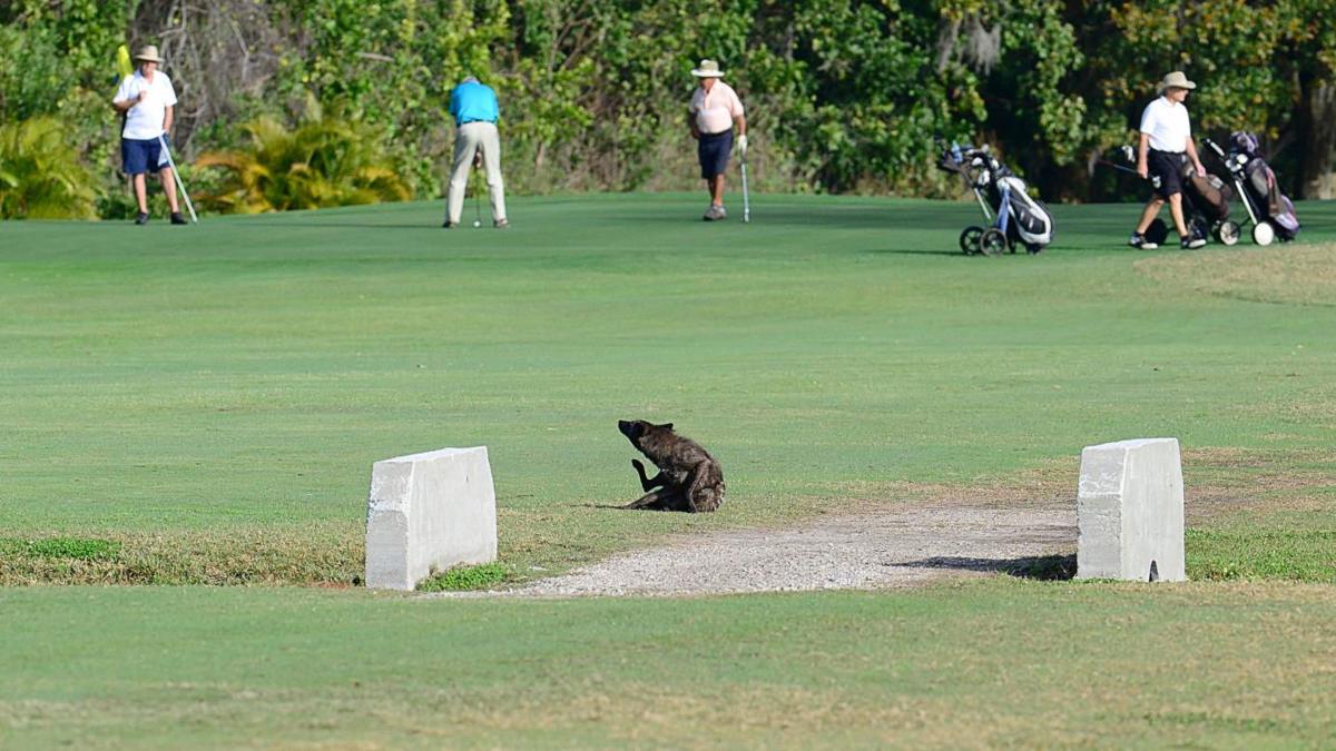 FWC Working With Pinellas County To Combat Coyote Problems Pinellas 