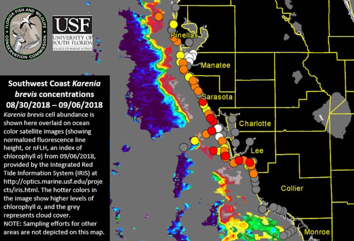 High concentrations of red tide found at Clearwater Pass Pinellas