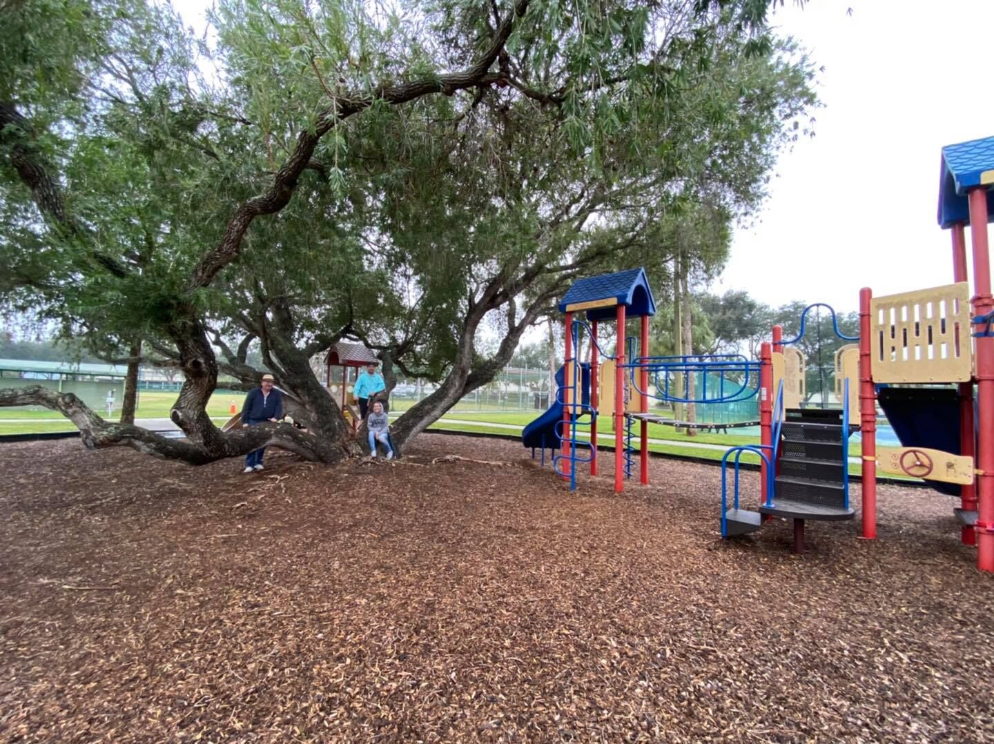 Rosselli Park bottle brush tree saved from the chopping block, for now - Vimarsana News