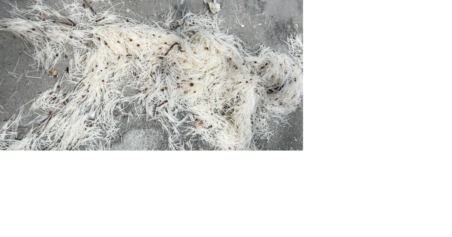 Science has solved the mystery of the white stringy stuff on Pinellas ...