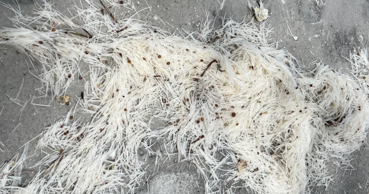 Science has solved the mystery of the white stringy stuff on Pinellas ...