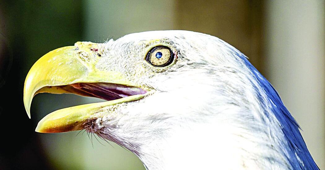 Education eagle Thunder, 31, dies as Clearwater sanctuary welcomes successor