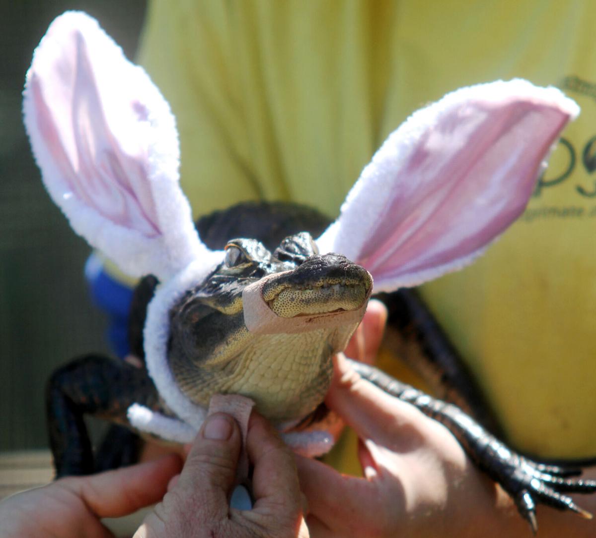 Suncoast Primate Sanctuary's Easter Egg Hunt