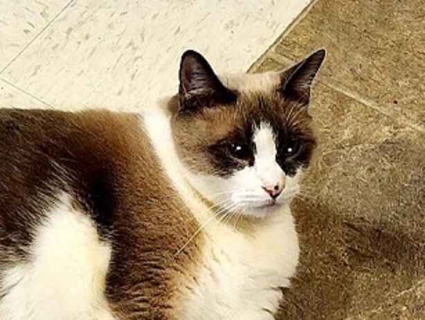 x-petsoftheweek040623-2-sophie.jpg