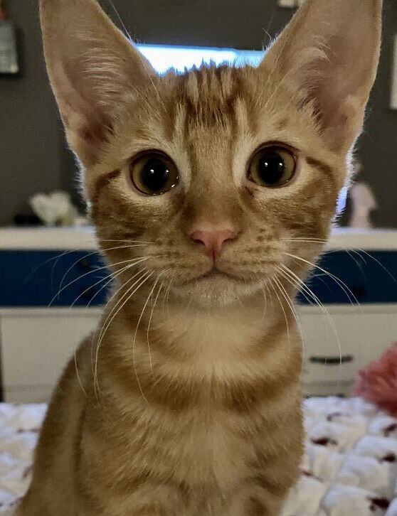 Macaroni