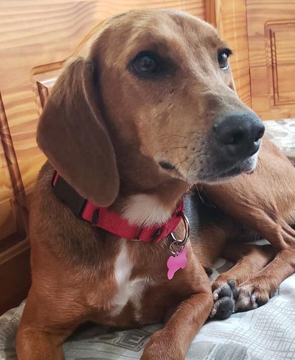 Gracie