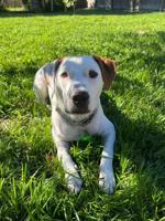 Pets of the Week
