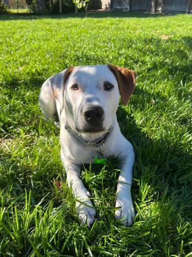 x-petsoftheweek031623-1-Frosty.jpg