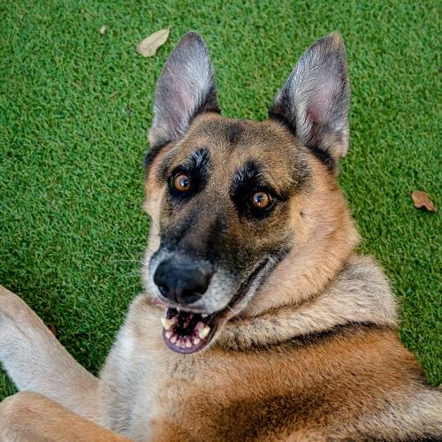 x-petsoftheweek031623-2-mia.jpeg