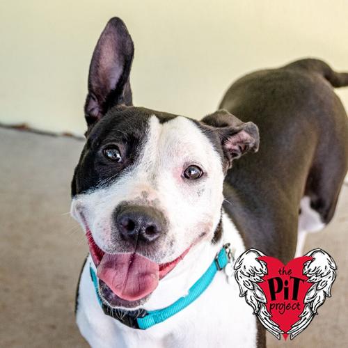 x-petsoftheweek031623-5-cali.jpeg