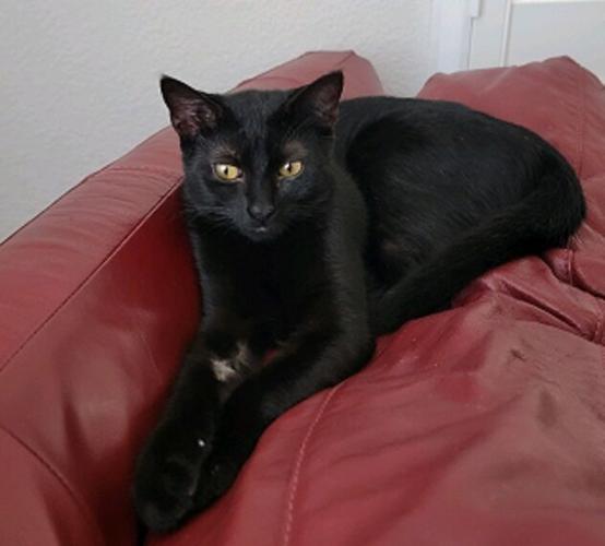 x-petsoftheweek031623-6-Precious.jpg